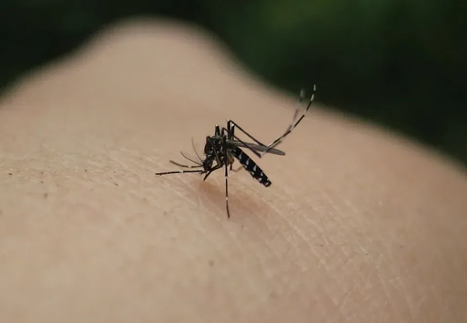 Asian Tiger Mosquito — Pest Control Asian Tiger Mosquito — Pest Control